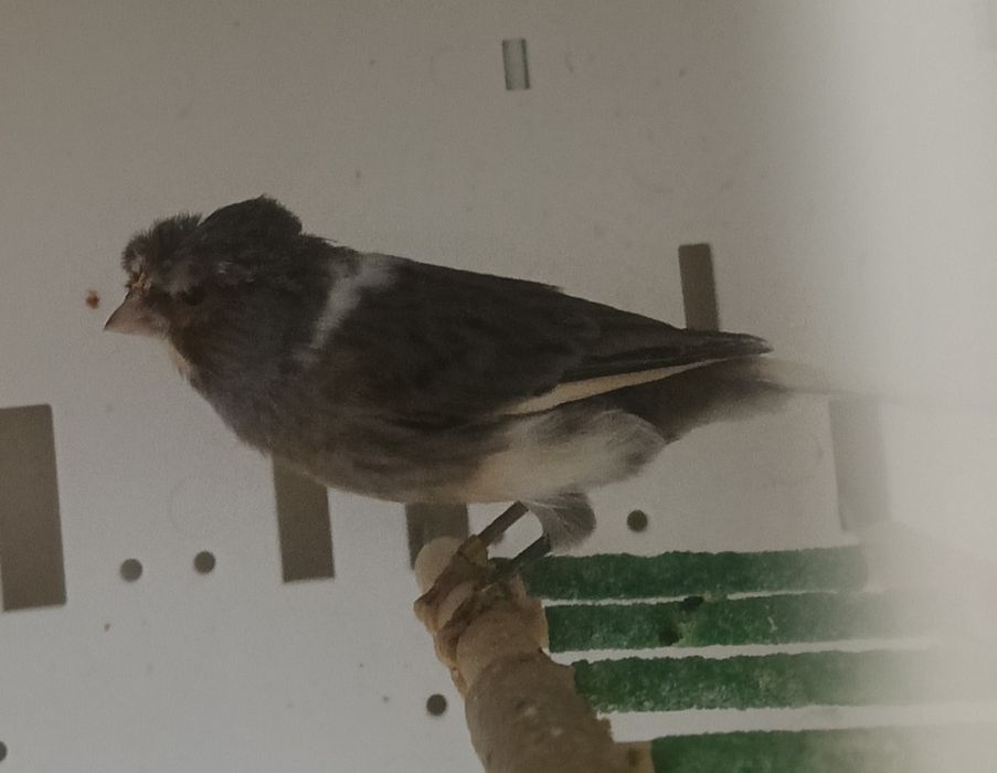 Kanarki arlekiny portugalskie na sprzedaż