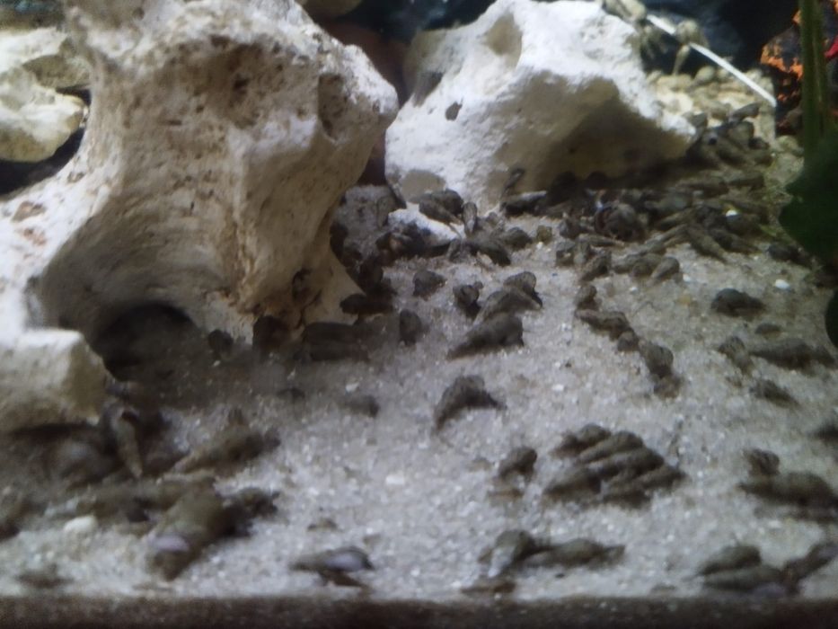 Pożyteczne Ślimaki Świderki !!!