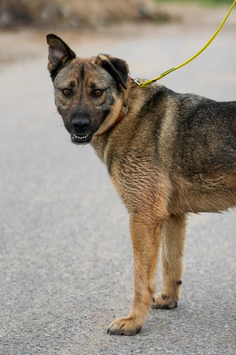 BREGO - piękny, młody, mądry pies