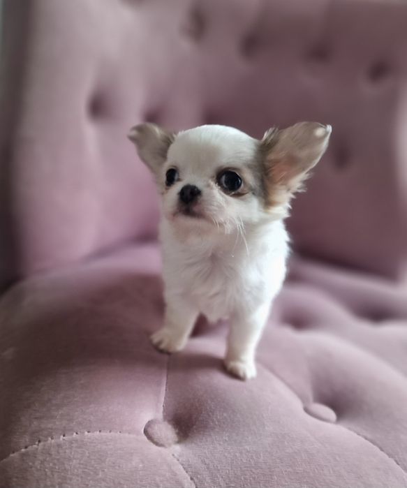 Chihuahua Długowłosa SUCZKA FCI ZKwP