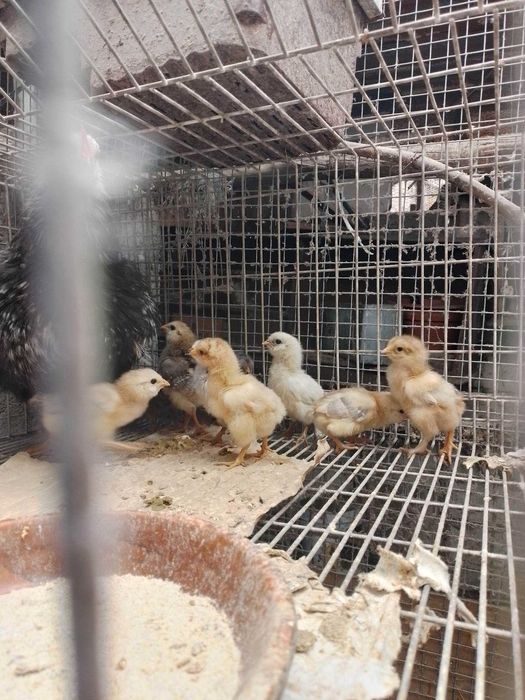 Galinhas varias raças, cede-se pintos