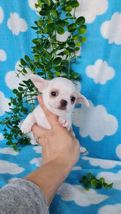 Estupendo mini menino Chihuahua/Chiuaua de Qualidade