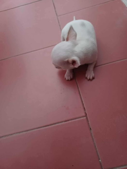 Animais lindissimos