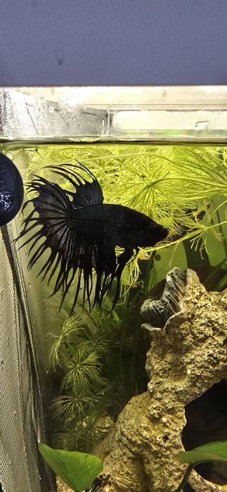 Na sprzedaż młode Bojowniki