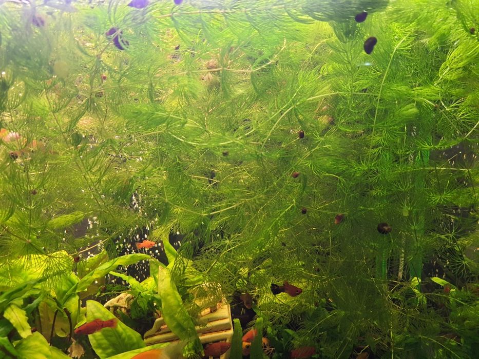 Растения  улитки мальки