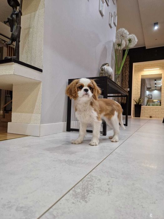 Cavalier King Charles Spaniel