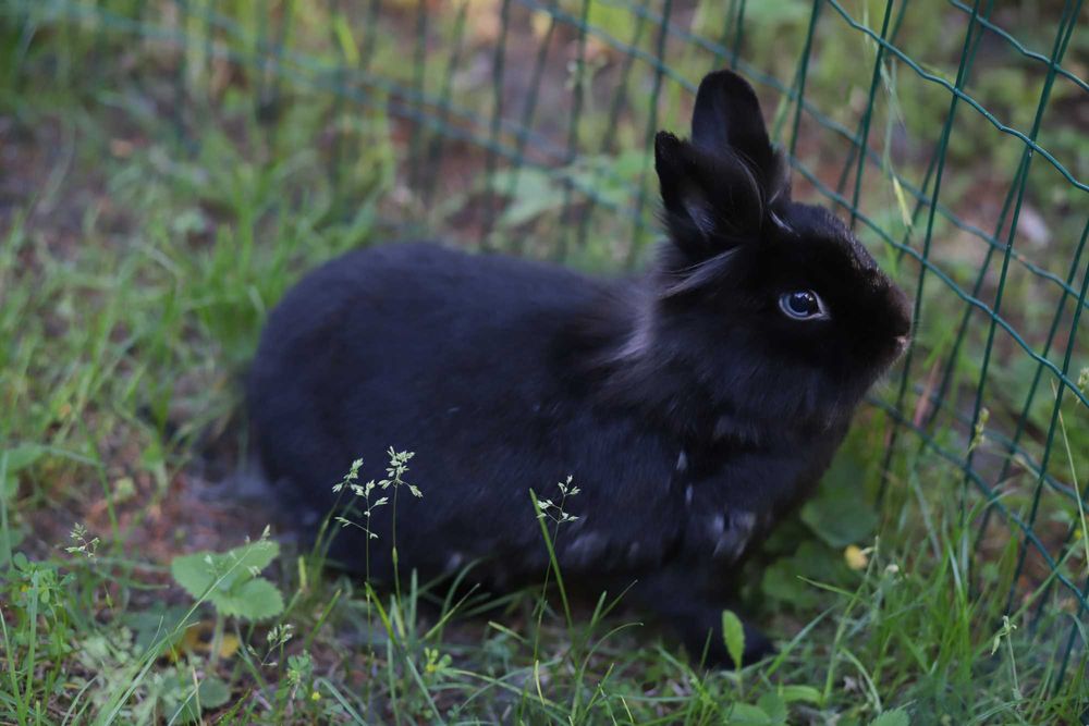 Króliki do adopcji