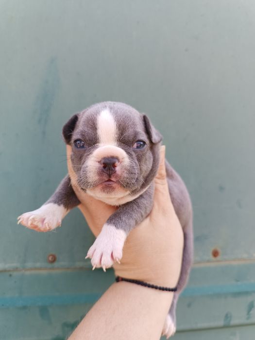 Француженки і французи високої якості цуценята