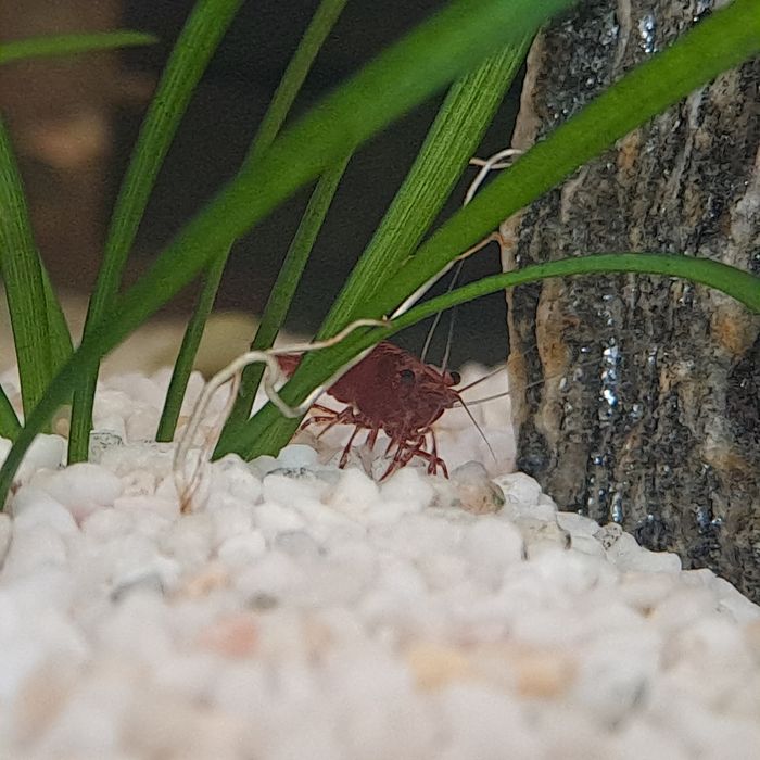 Rośliny akwariowe sagittaria subulata trawa