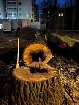 Profesjonalna wycinka drzew