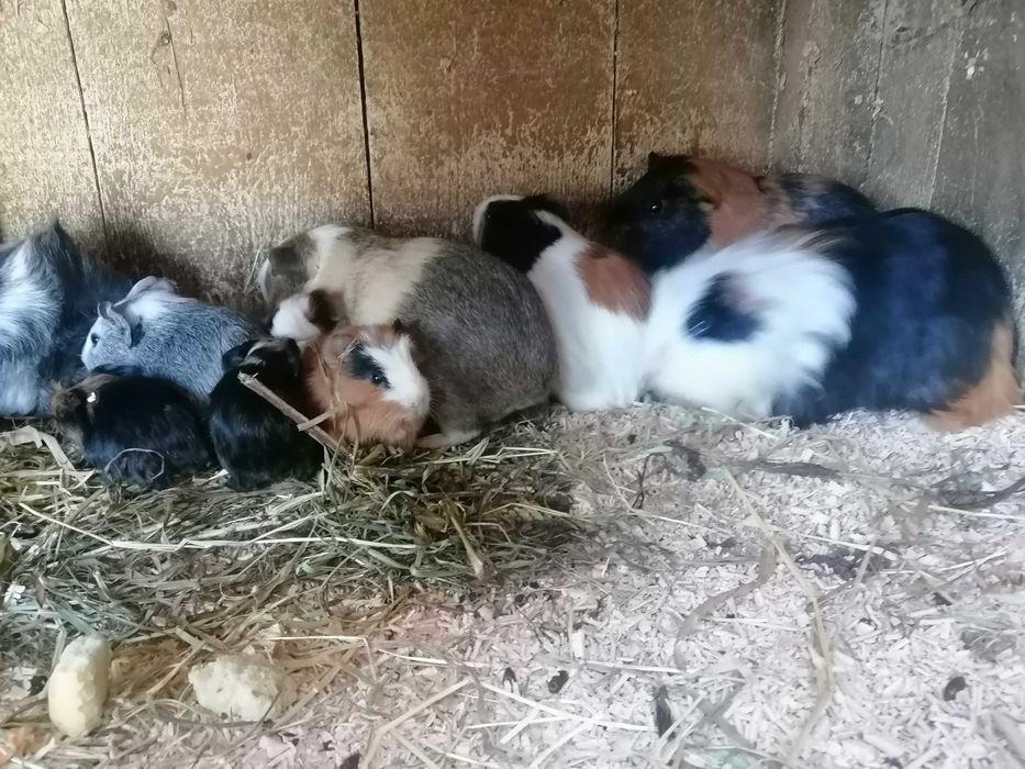 Sprzedam świnki morskie