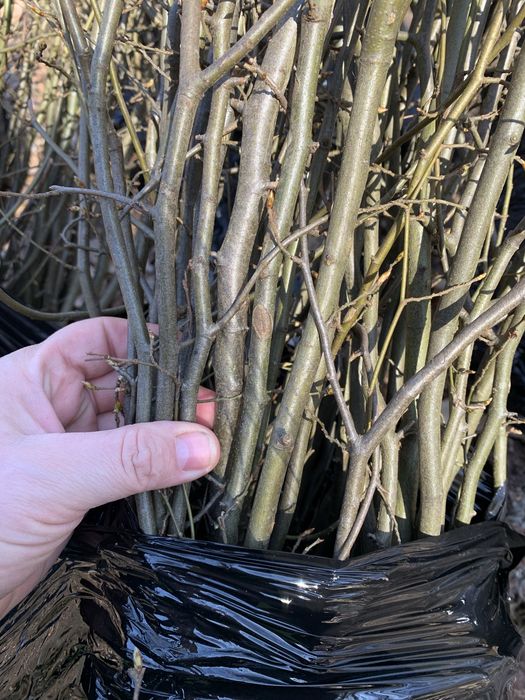 Сажанці  граба від 40 см до 2.5 м