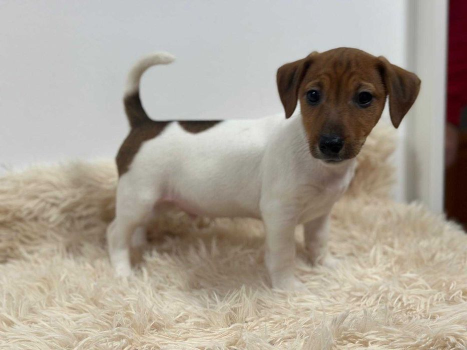 Jack Russell Terrier - szczeniak gotowy do zmiany domu.