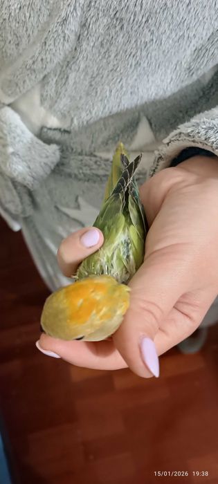 Agapórnis Roseicollis para levantarem voo