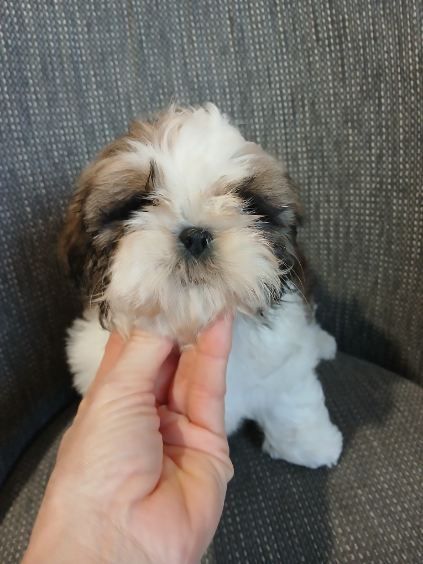 Shih tzu do rezerwacji