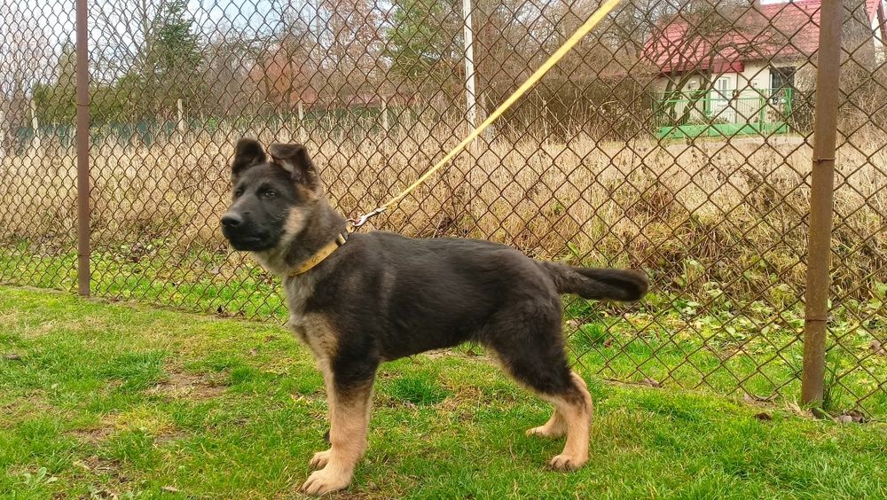 Owczarek niemiecki - piesek krótkowłosy