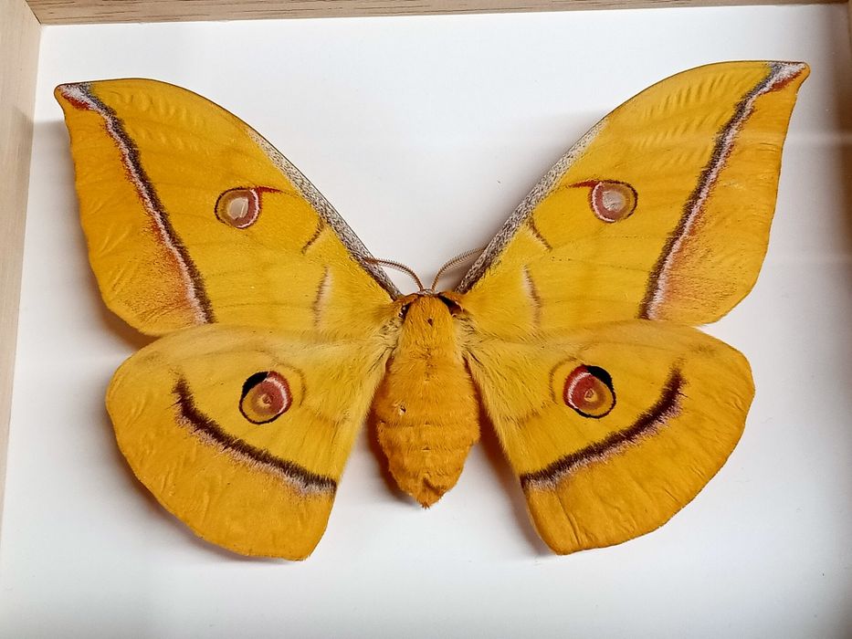 Motyl w ramce. Antheraea yamamai. Japoński jedwabnik dębowy.