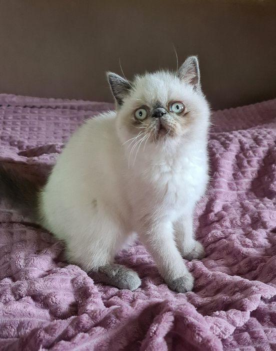 Кицюня-гарнюня  екзотик.