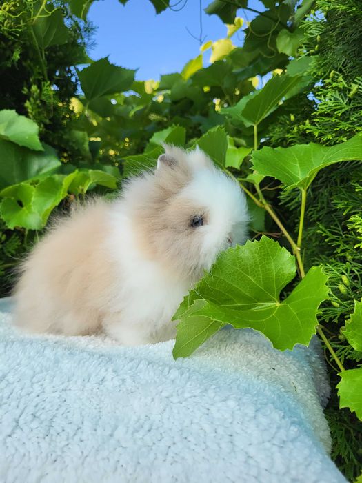 Króliczki Mini Lop i karzełki Teddy.