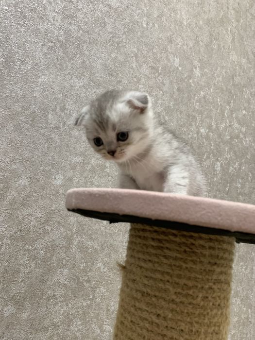 Висловухі шотландські кошенята , скоттіш фолд