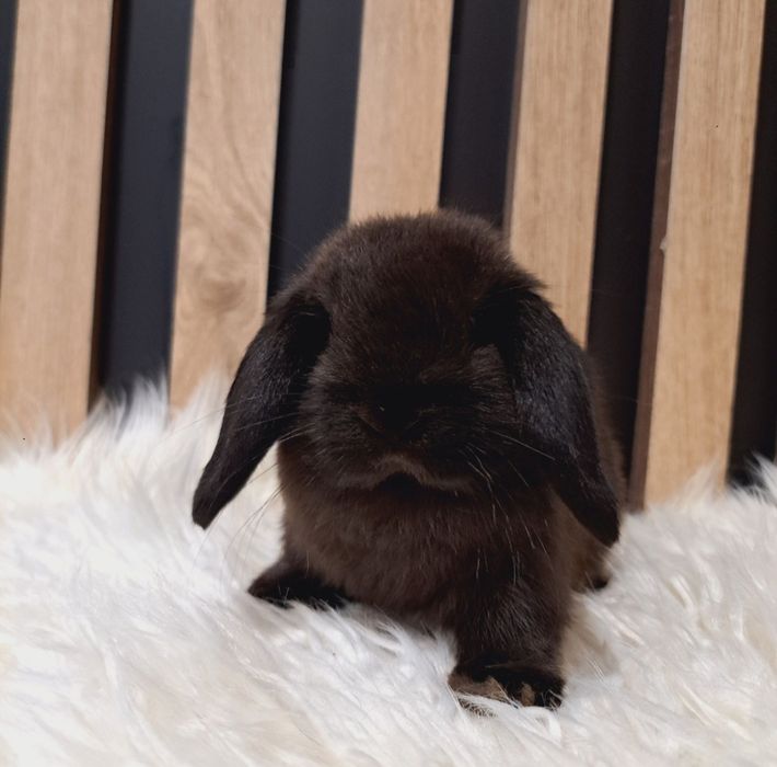 Mini Lip królik miniaturka domowy