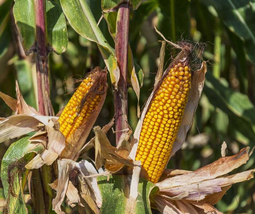 Fosforan amonu,  Polidap