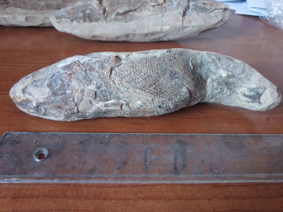 Fóssil Peixe Cretácico