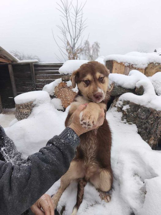 Цуценята. Прилаштовуємо в добрі руки 6 чудових цуценят!