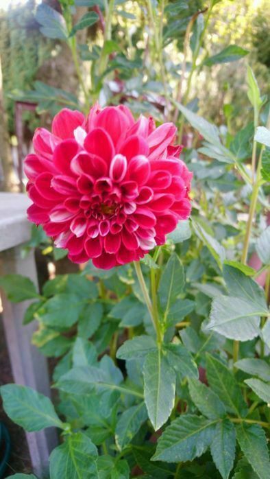 Bulwy georginii - dalii.