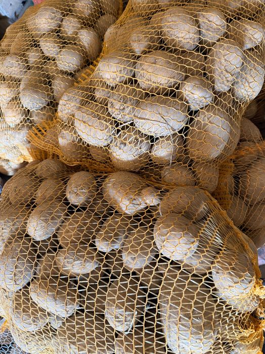 Ziemniaki jadalny duży i śtedni