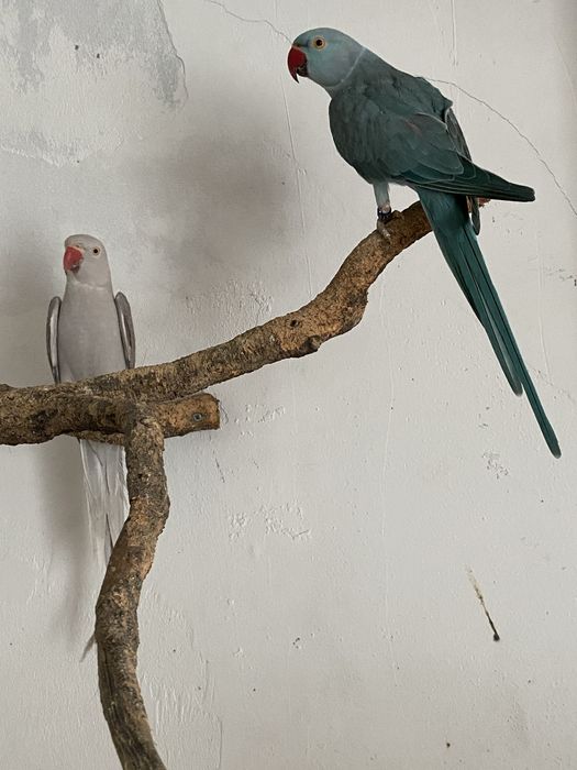 Casal ring necks