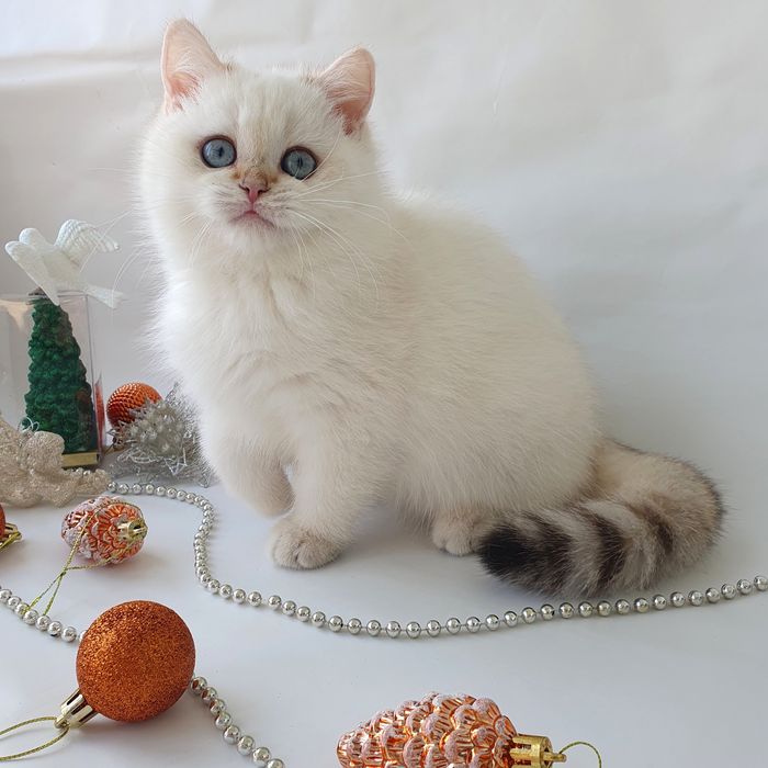 Киев котик белый голубоглазый британец клубный котята котенок кошенята
