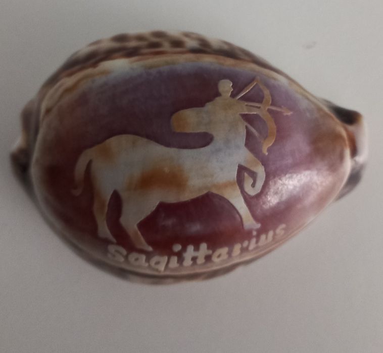 Búzio signo Sagitário