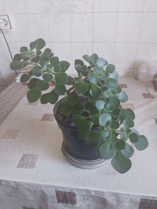 Китайська роза або гiбiскус.