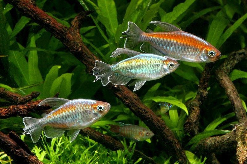 GB Świecik Kongijski