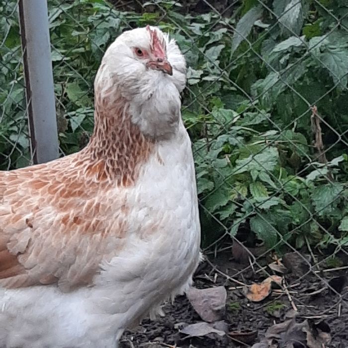 Фавероль лосось.