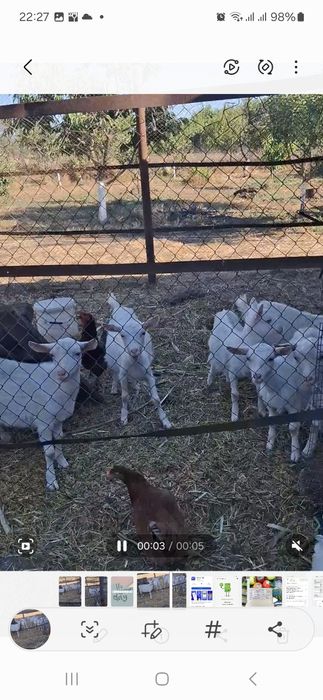 Продам козенят  чотири місяця