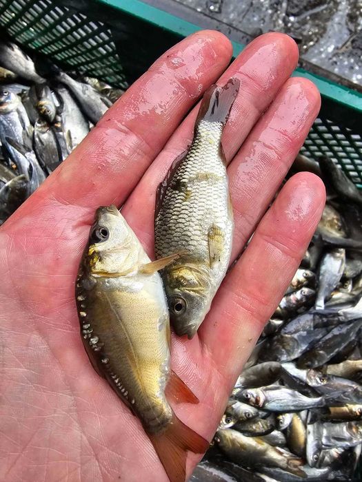 Продам малька Амура, карпа, лина, та іншіх риб