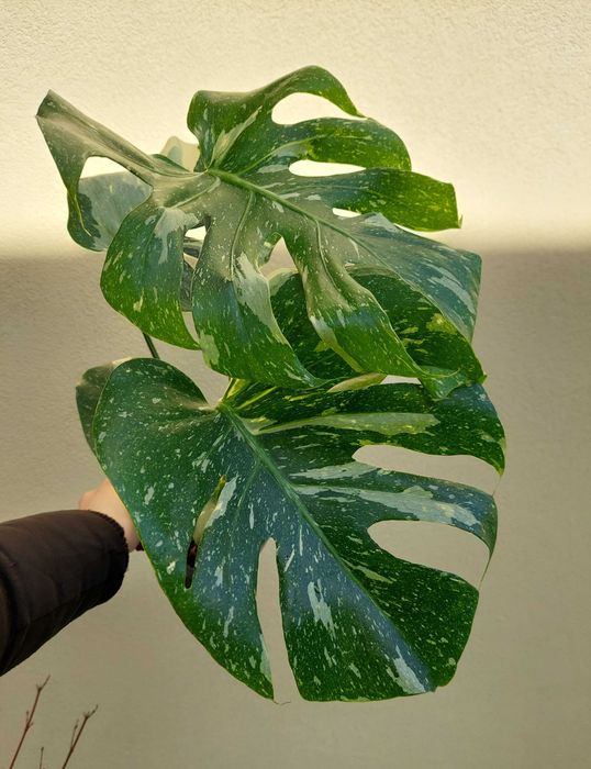 Planta Monstera Thai Constellation