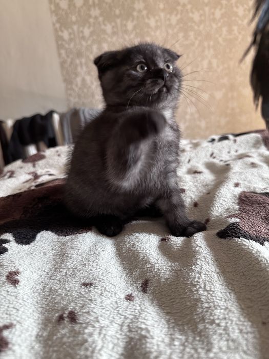 Шотладська дівчинка