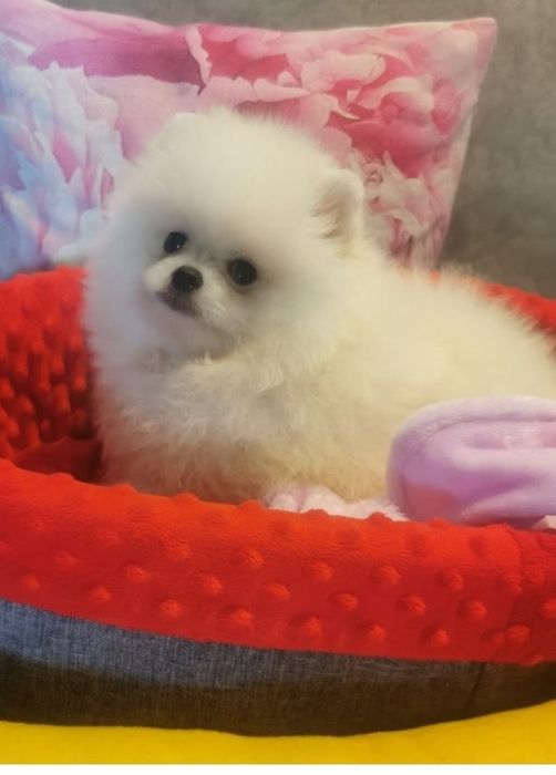 Suczka pomeranian  typ misia