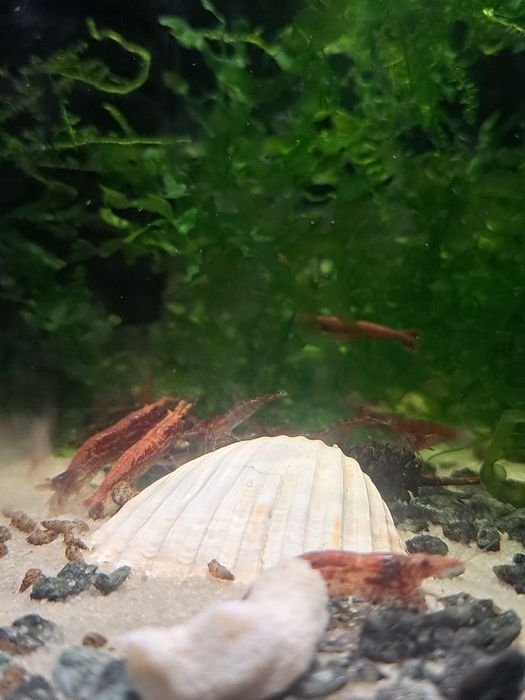 Camarões Neocaridina Red Cherry
