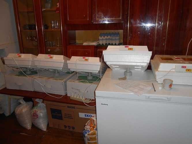 Energooszczędny inkubator do wylęgu 80 jaj