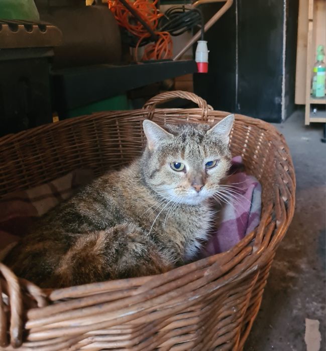 Poszukiwany dom dla koteczki