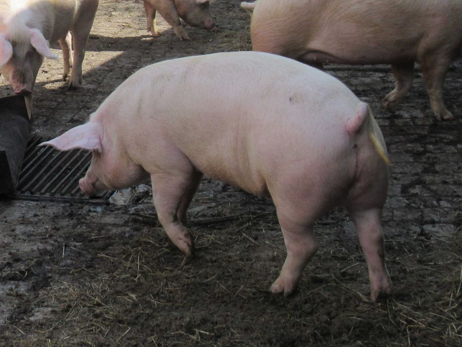 Продам Свині Свинина, Продам свиней живою вагою