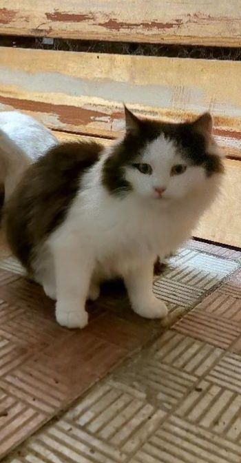 Отдам пушистого черно-белого котенка, мальчик, 6 месяцев