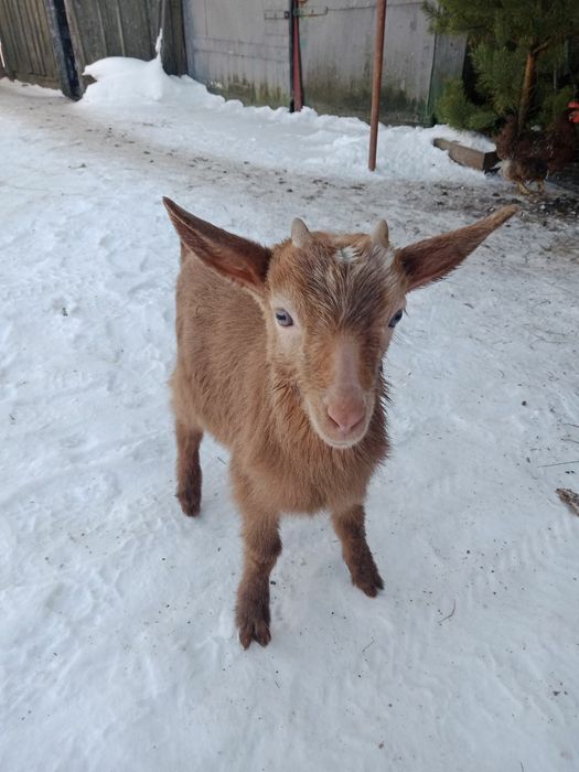 Козлята ,козел ,коза