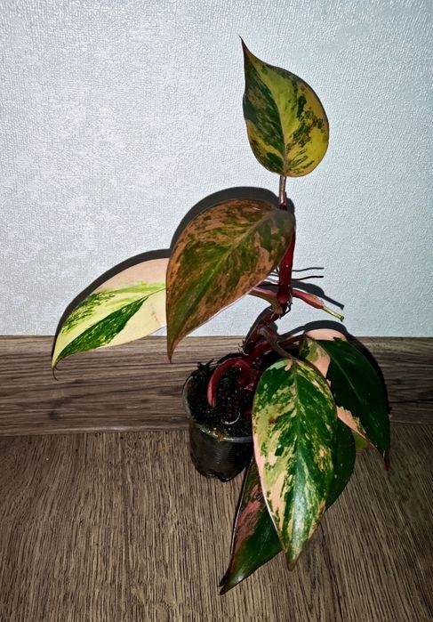 Rar!  Philodendron Fire Princess ( Tricolour) Філодендрон