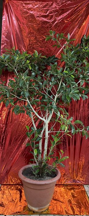 Plantas exterior - diversas