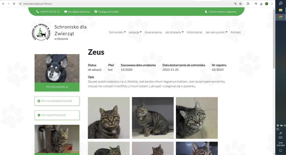 List do Św. Mikołaja – bezdomny kot ZEUS / Olsztyn